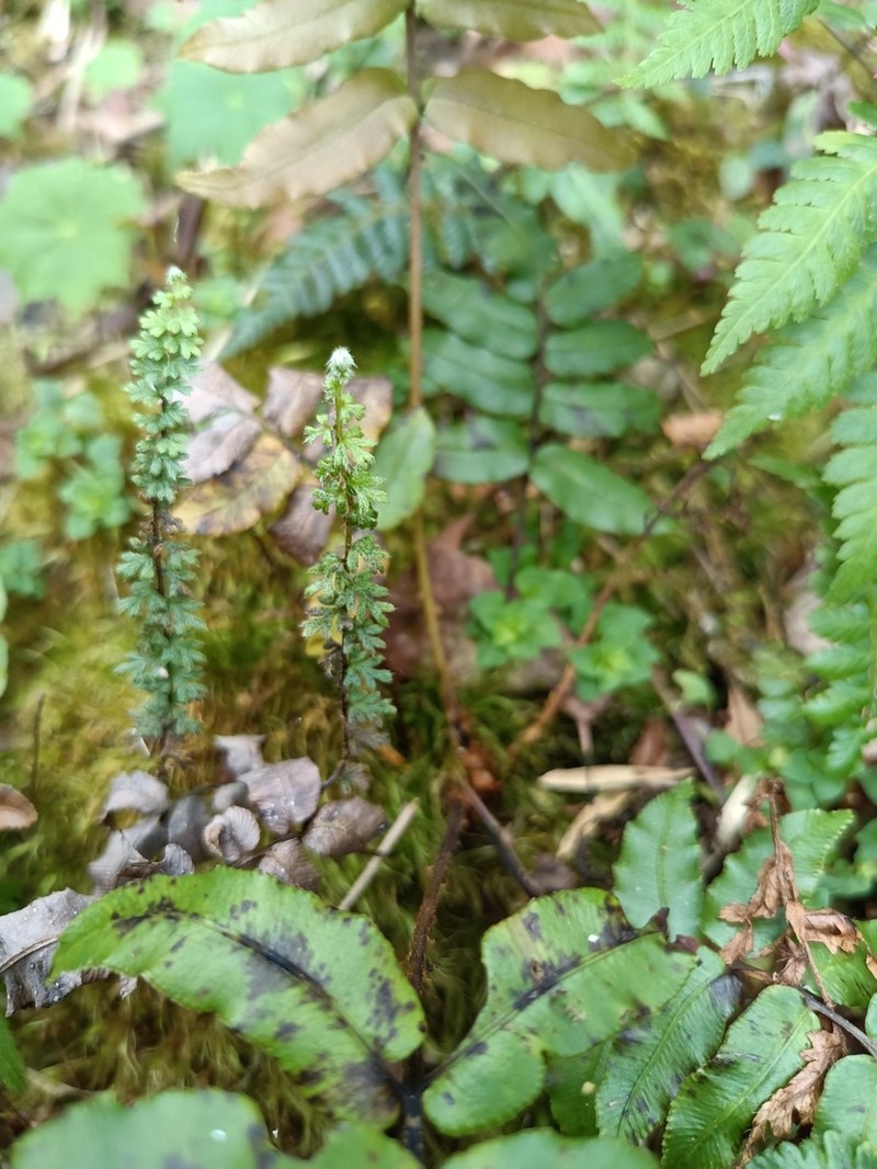 Jamesonia cheilanthoides photo 3