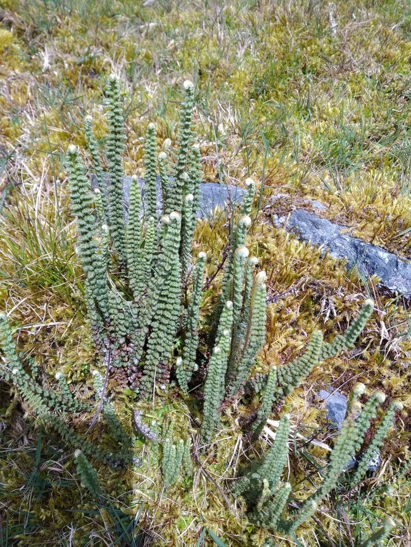 Jamesonia cheilanthoides photo 4