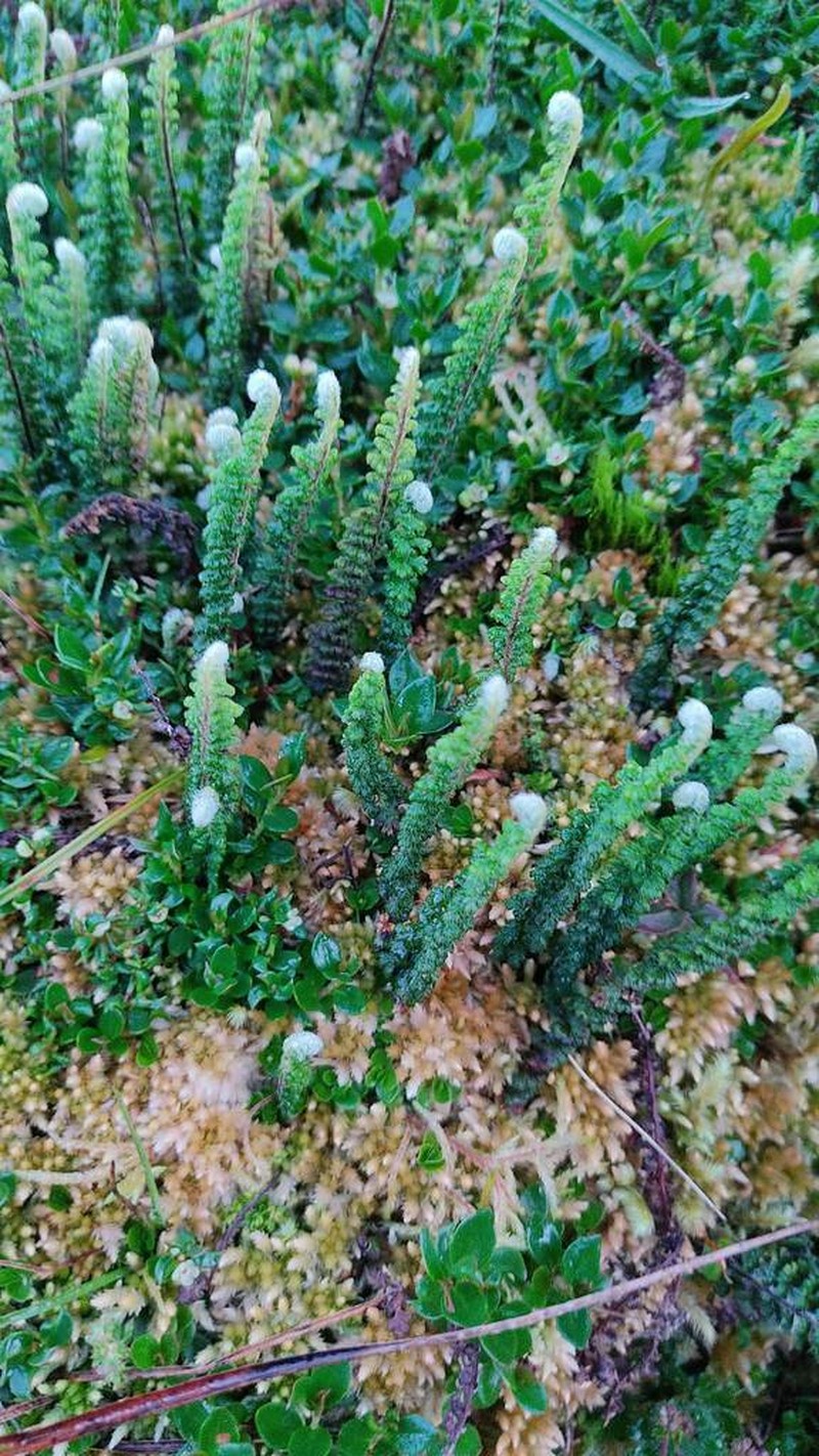 Jamesonia cheilanthoides photo 5
