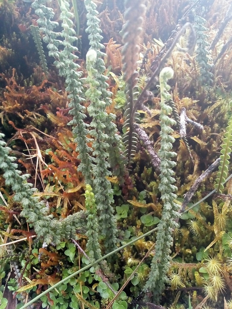 Jamesonia cheilanthoides photo 6