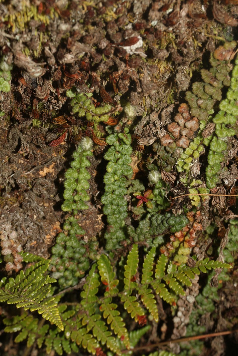 Jamesonia cheilanthoides photo 7