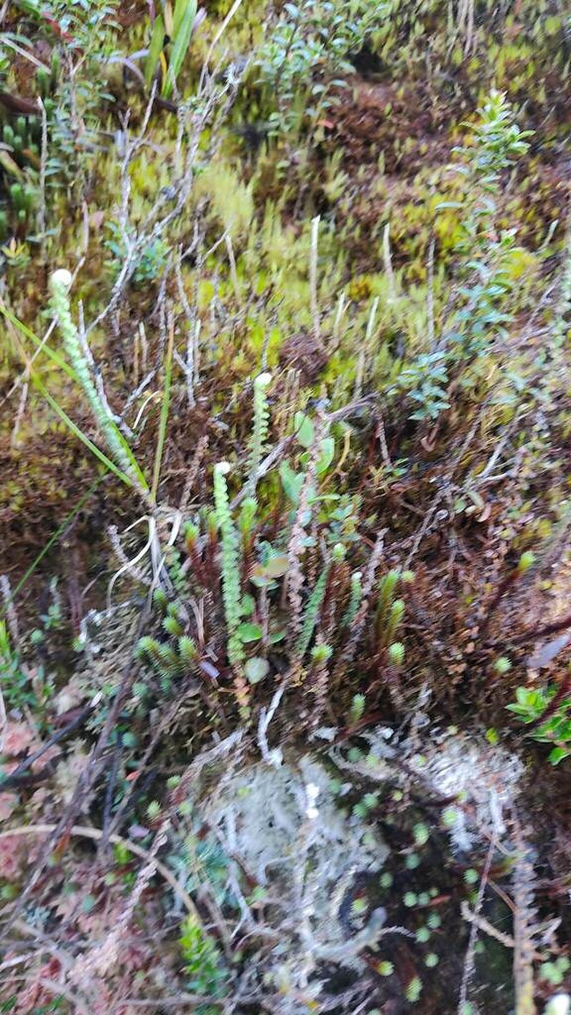 Jamesonia cheilanthoides photo 8