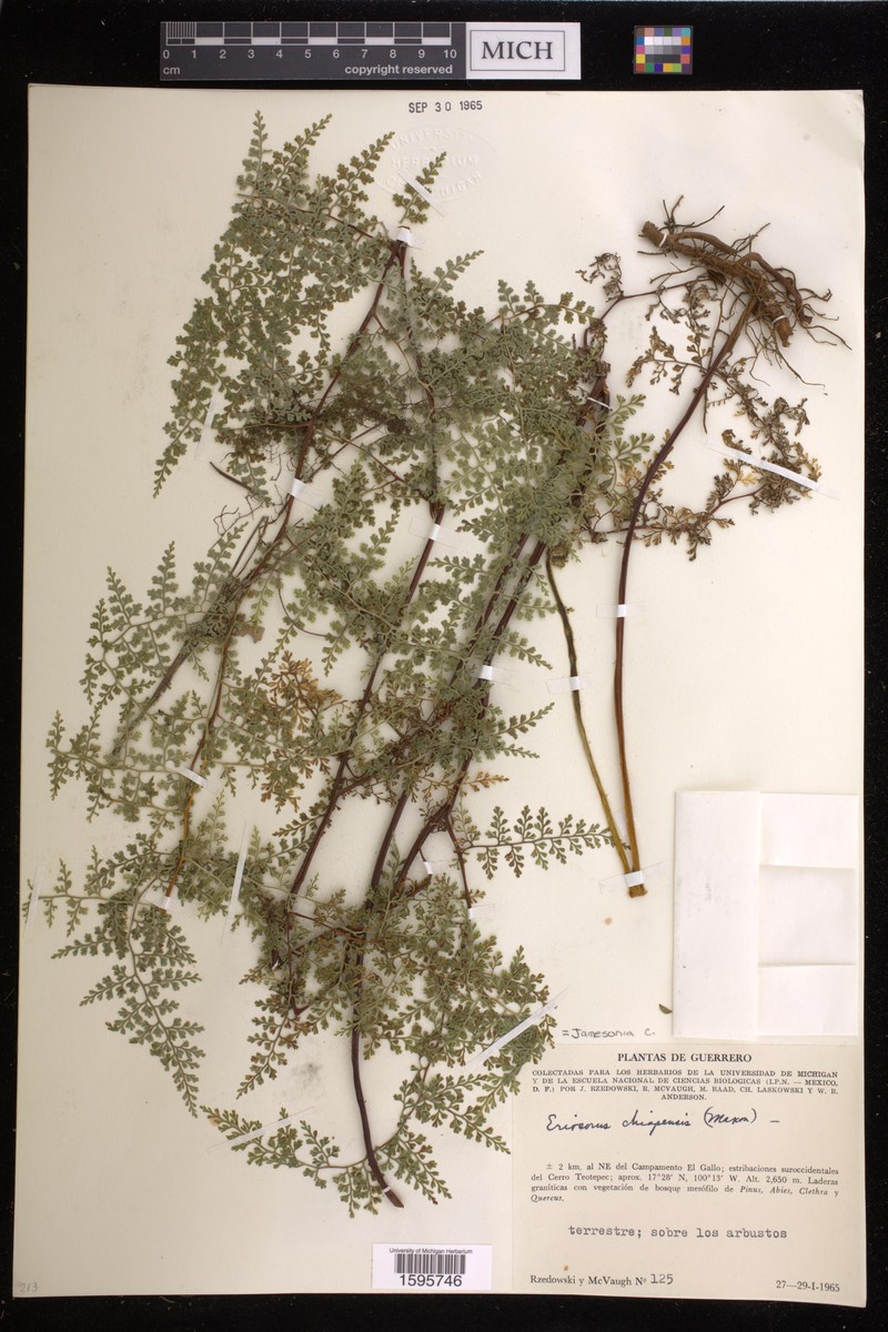 Jamesonia chiapensis