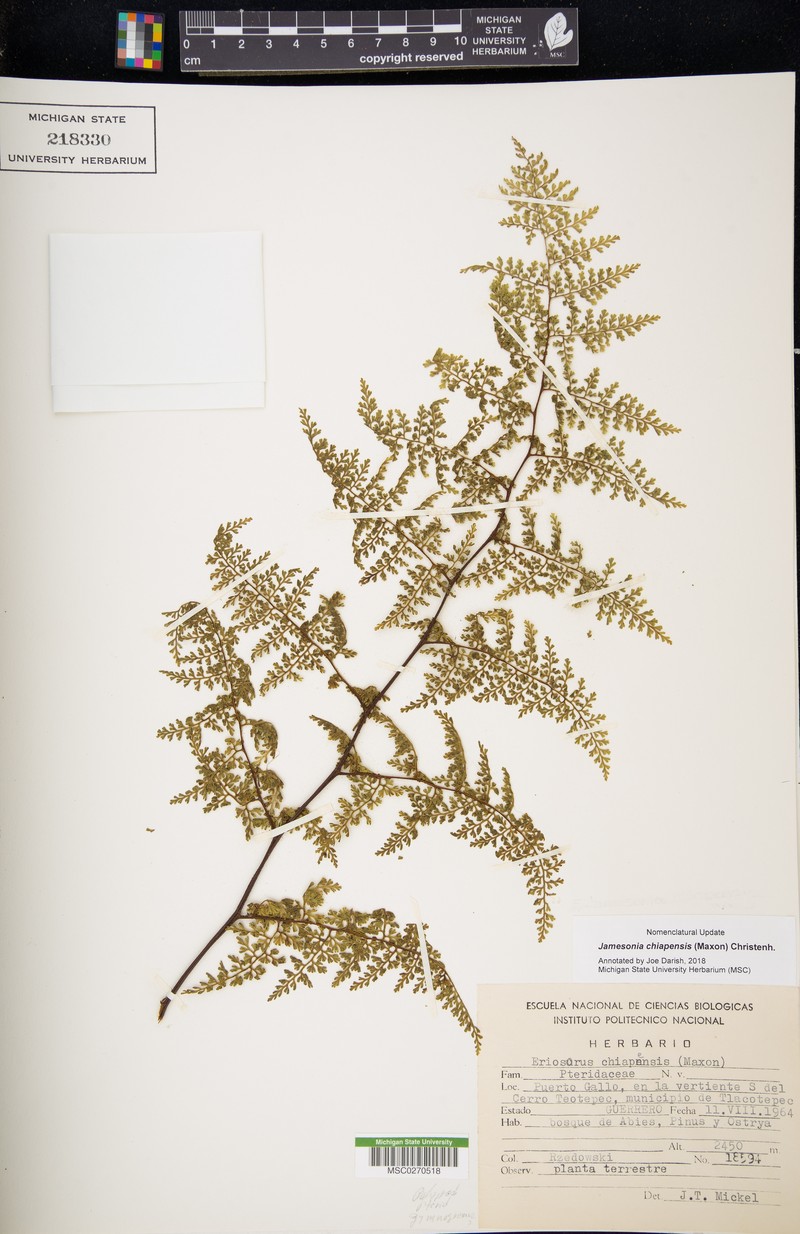Jamesonia chiapensis photo 2