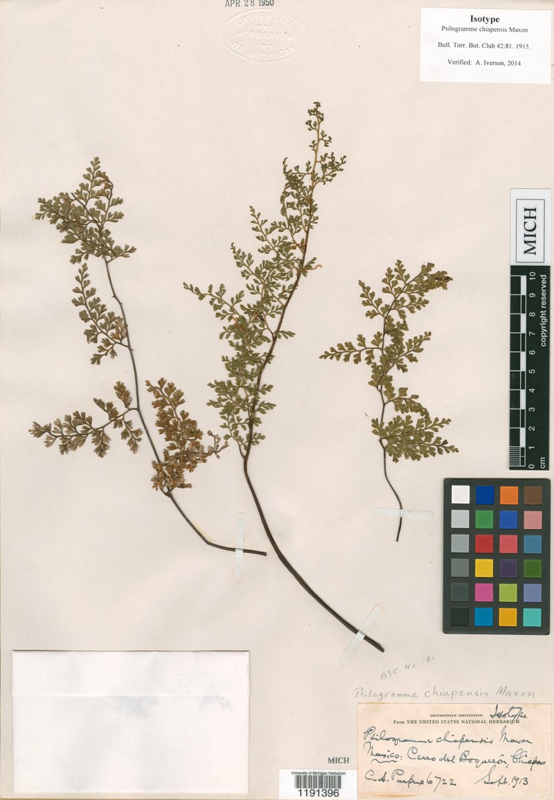 Jamesonia chiapensis photo 3