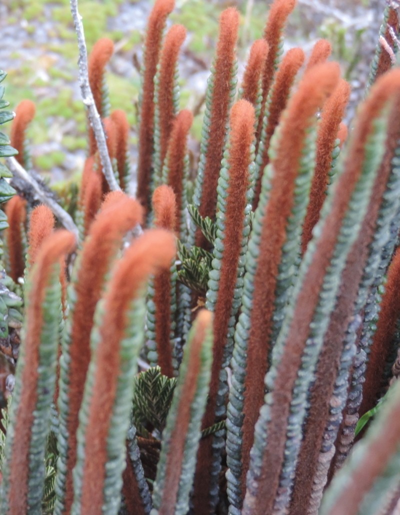 Jamesonia cinnamomea photo 2
