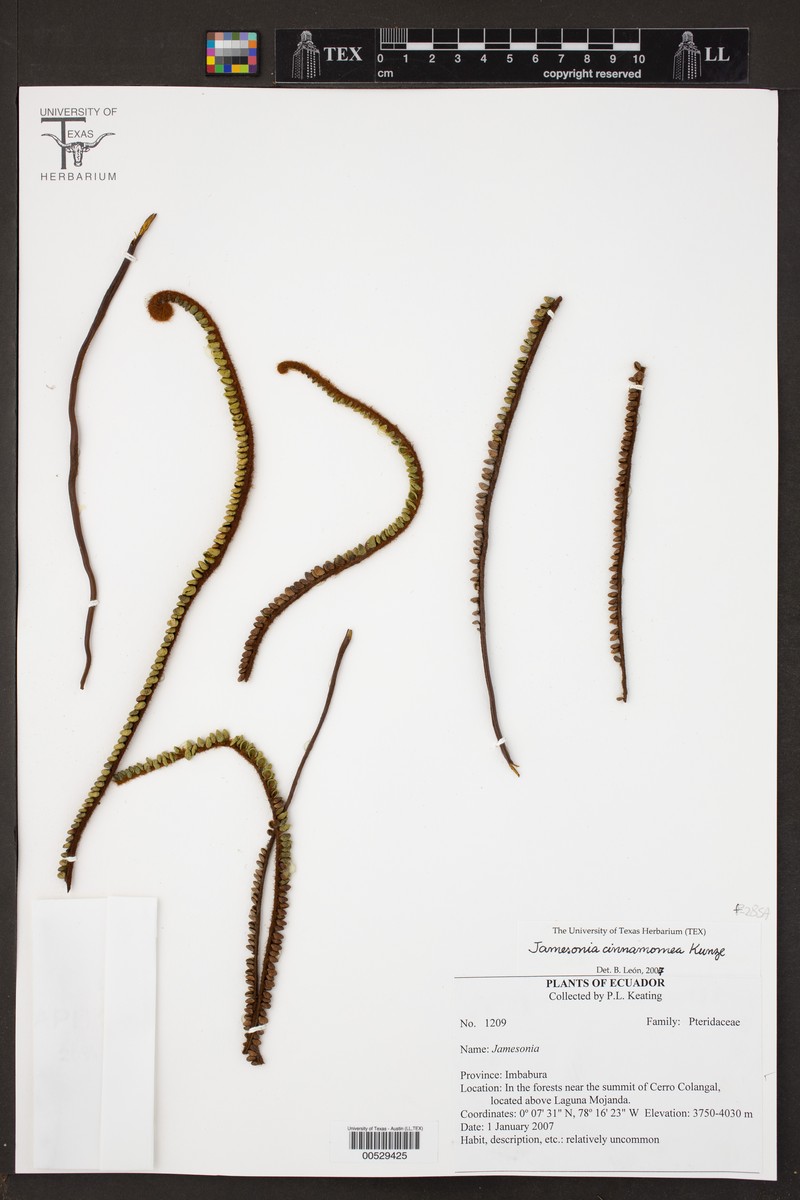 Jamesonia cinnamomea photo 3