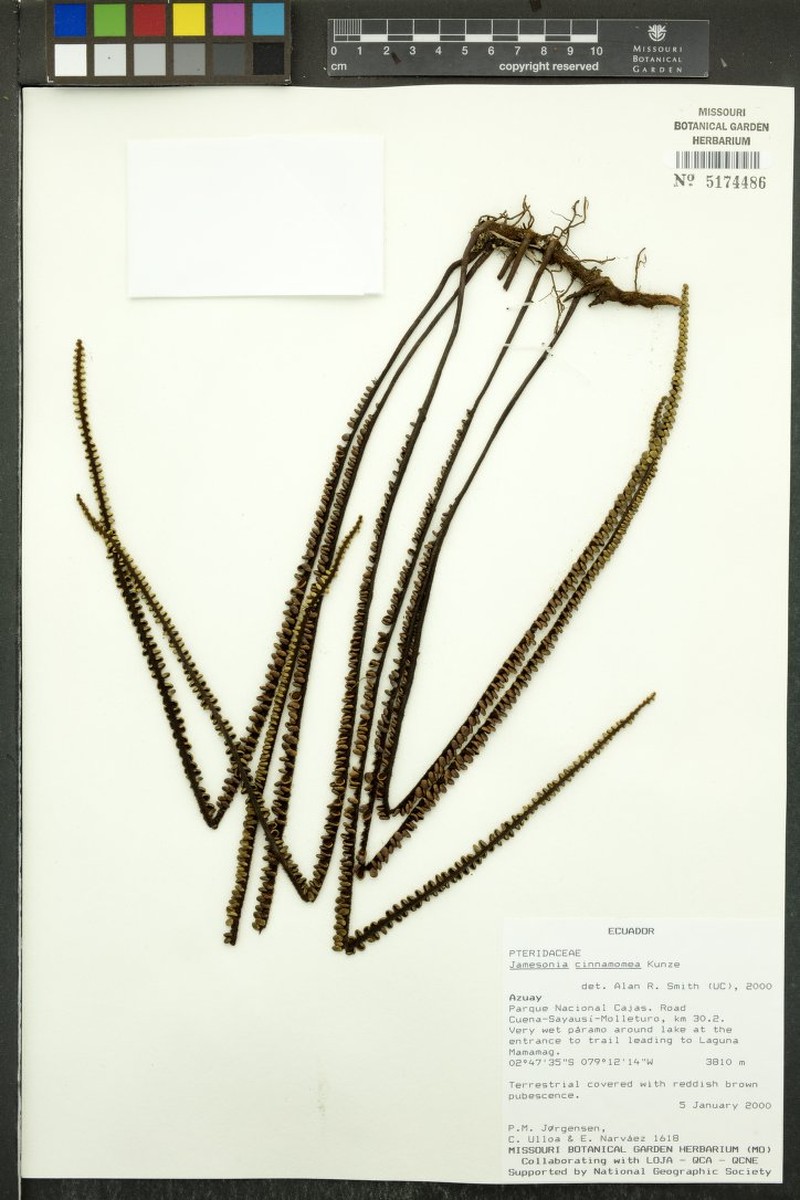 Jamesonia cinnamomea photo 4