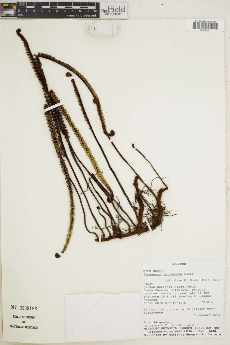 Jamesonia cinnamomea photo 5