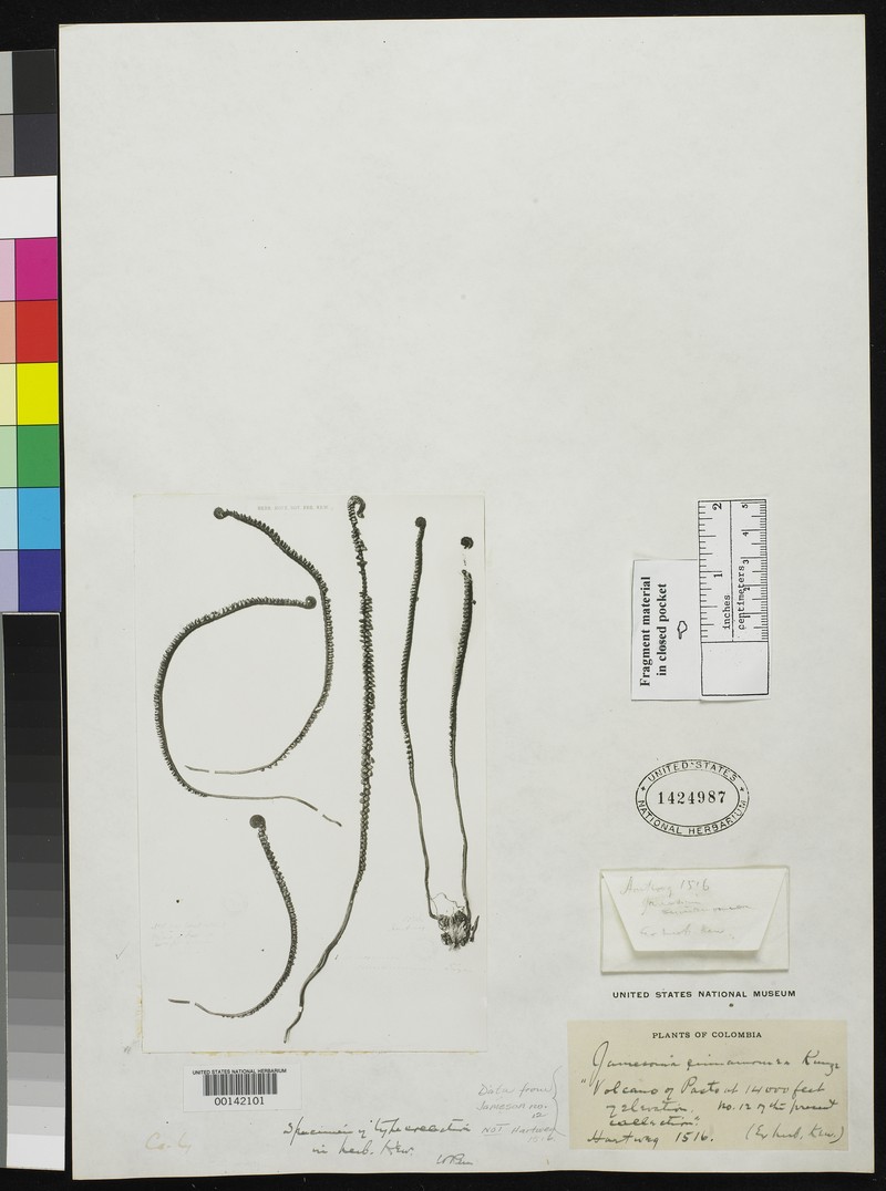 Jamesonia cinnamomea