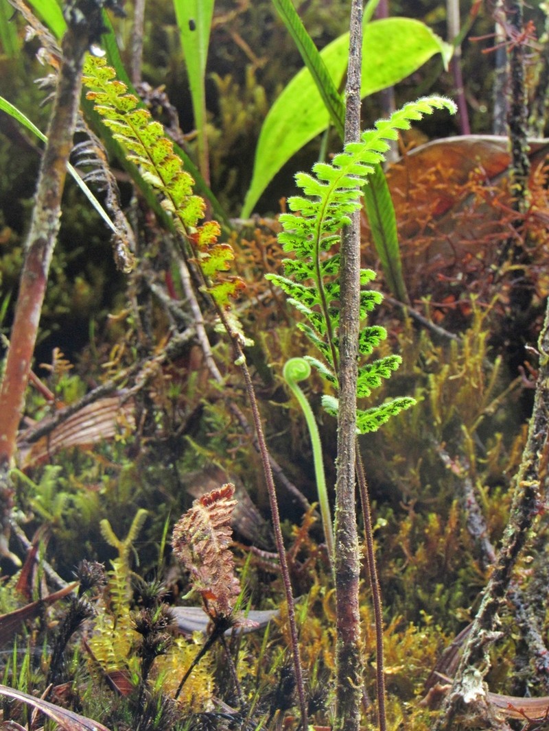 Jamesonia congesta