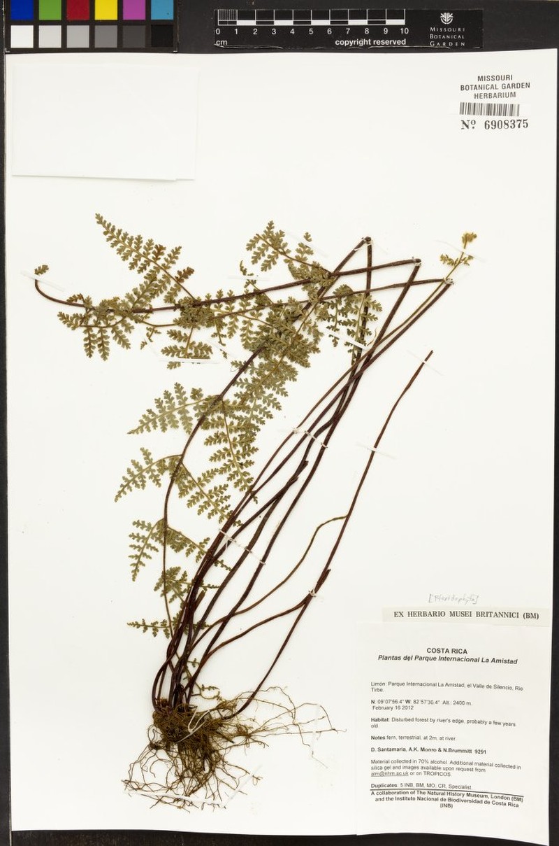 Jamesonia congesta photo 3