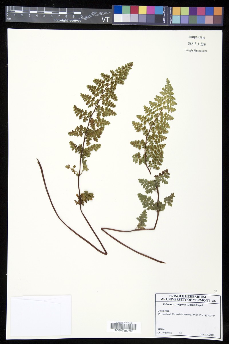 Jamesonia congesta photo 4