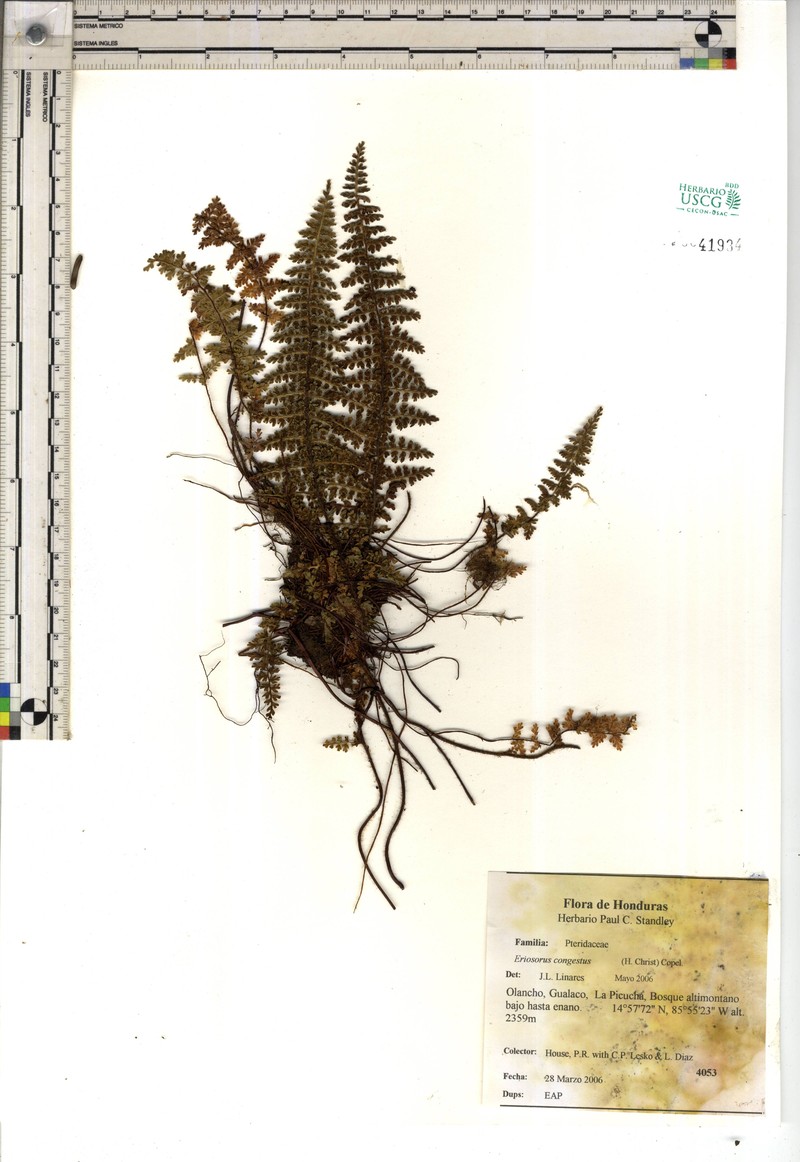 Jamesonia congesta photo 5
