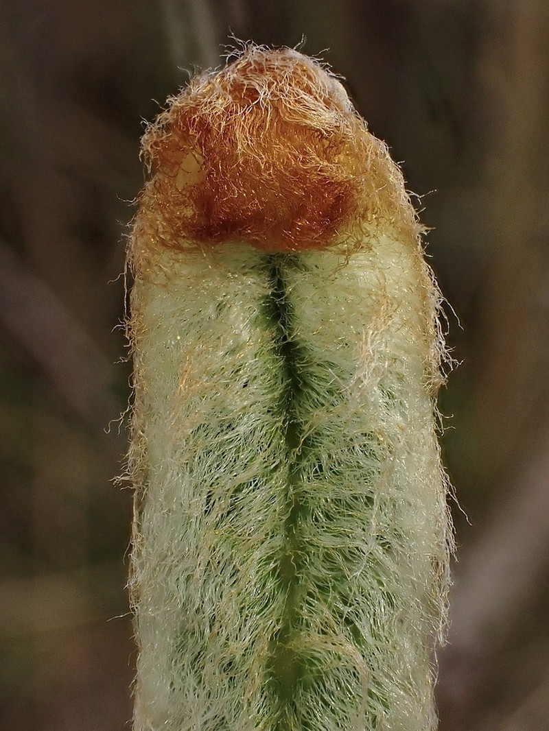 Jamesonia cuatrecasasii