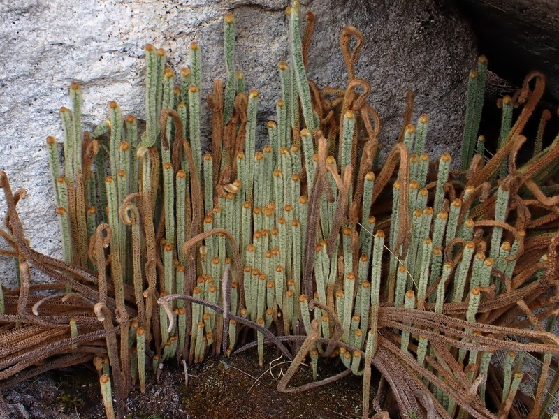 Jamesonia cuatrecasasii photo 3