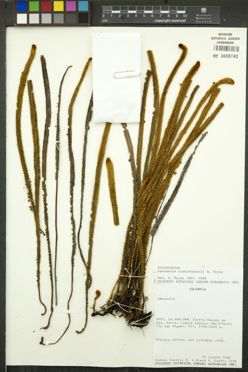 Jamesonia cuatrecasasii photo 6
