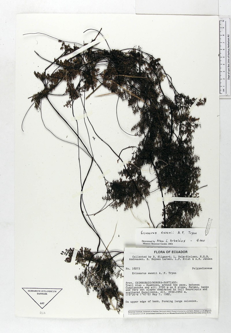 Jamesonia ewanii