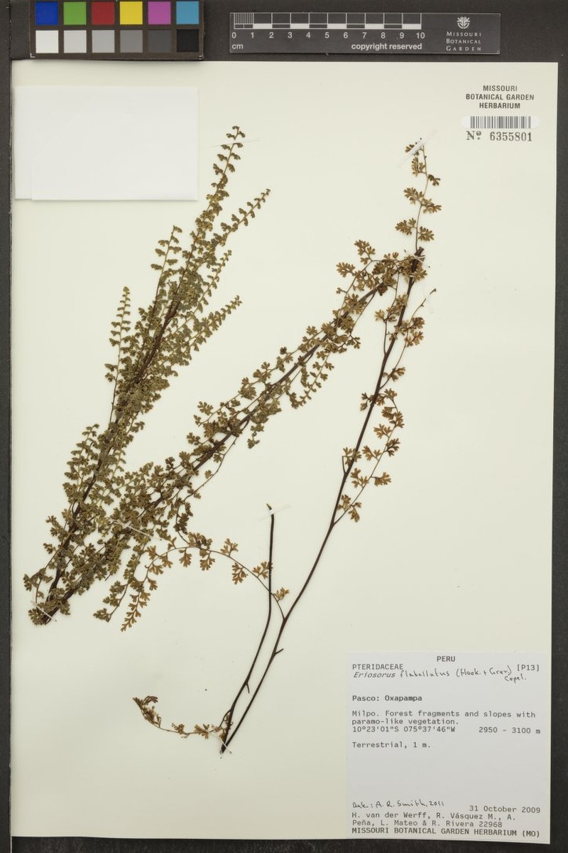 Jamesonia flabellata