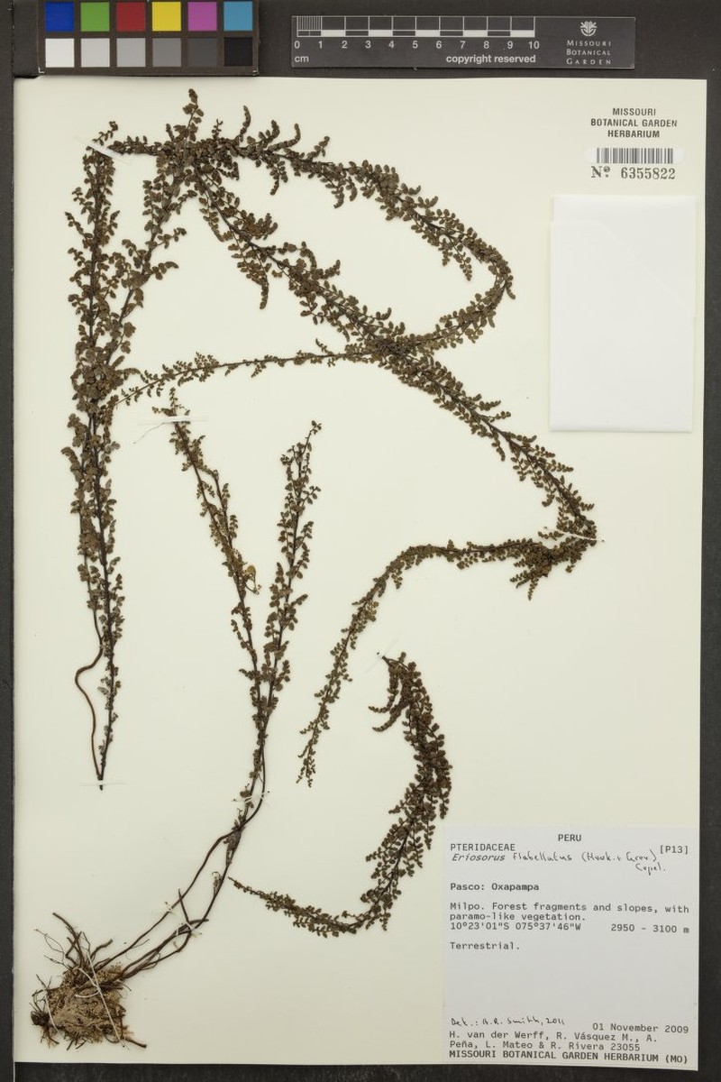 Jamesonia flabellata photo 2
