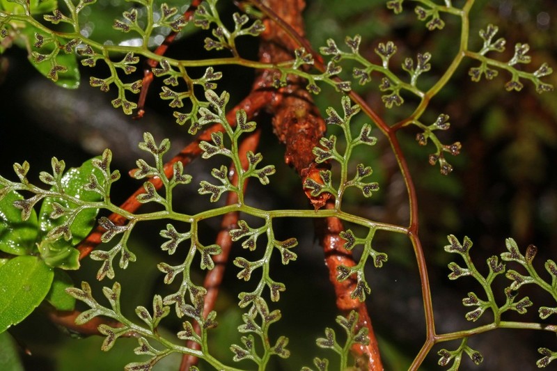 Jamesonia flexuosa
