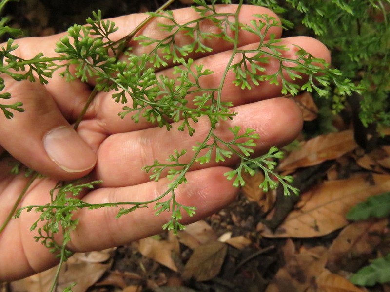 Jamesonia flexuosa photo 2