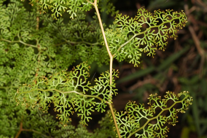 Jamesonia flexuosa photo 3