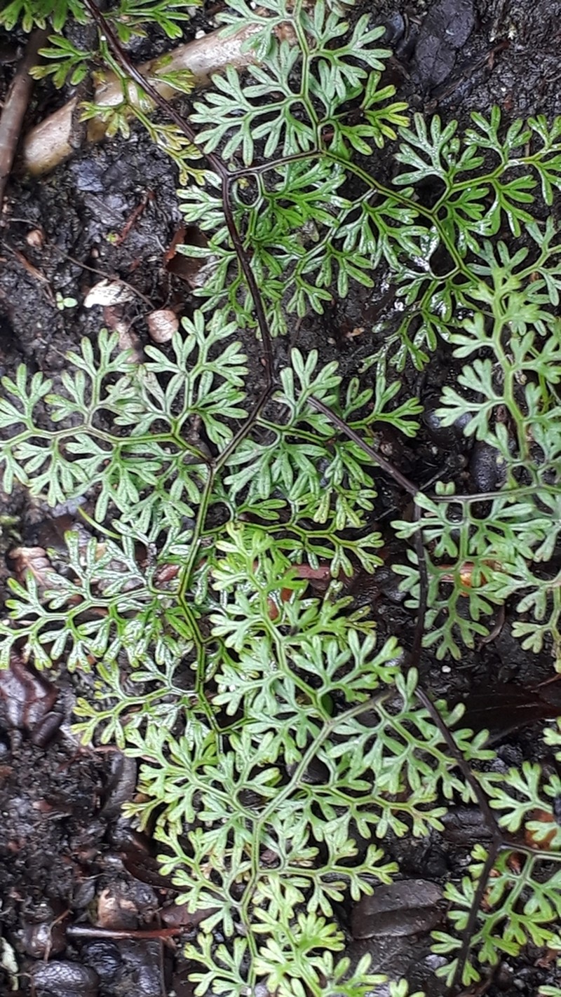 Jamesonia flexuosa photo 4