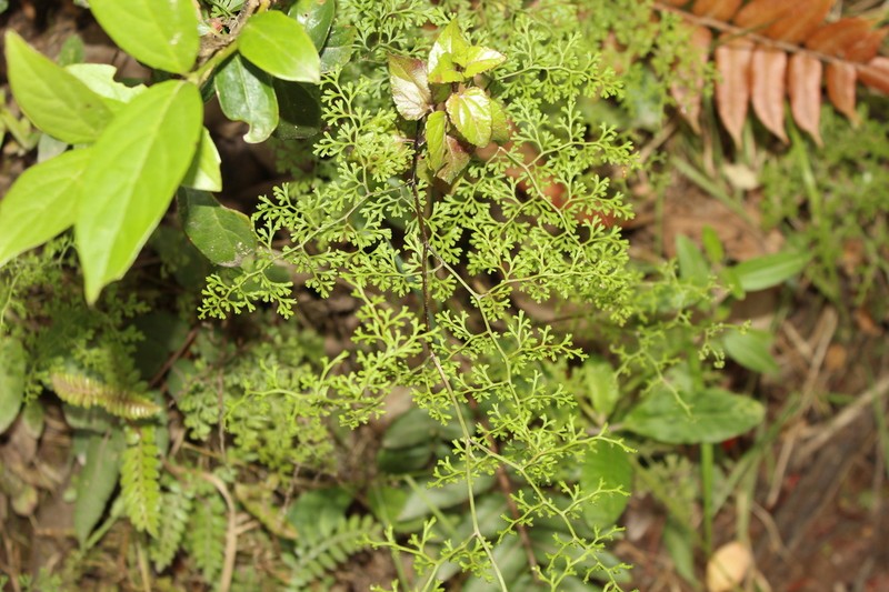 Jamesonia flexuosa photo 5