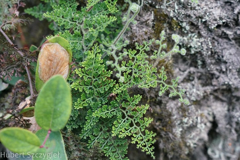 Jamesonia flexuosa photo 6