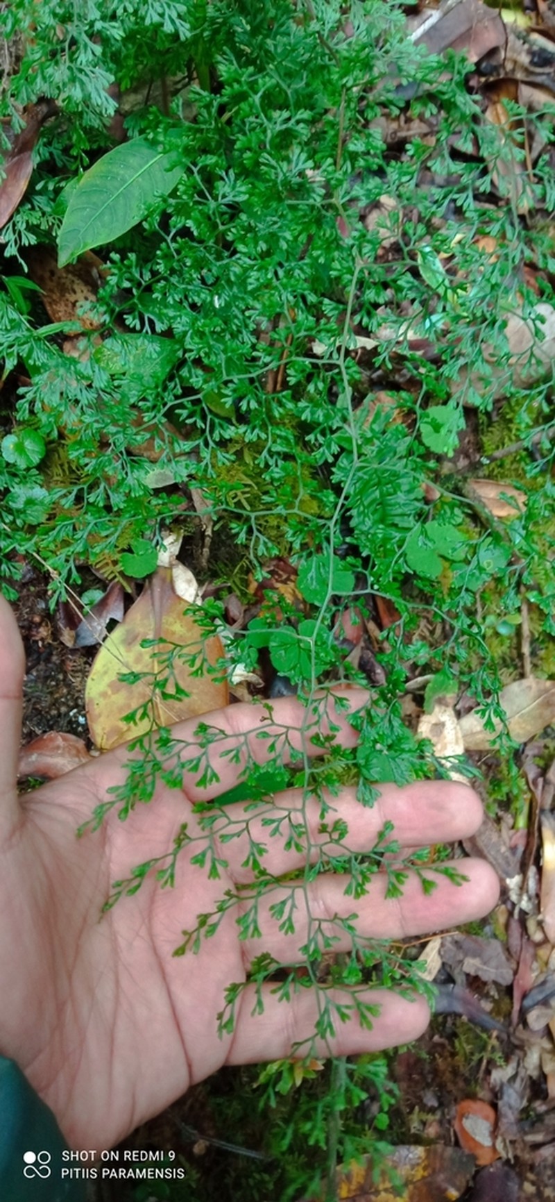 Jamesonia flexuosa photo 7