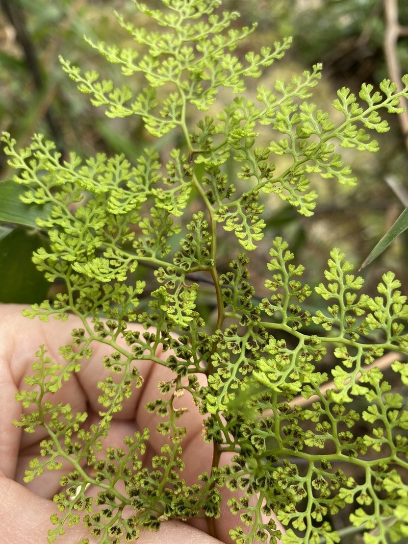 Jamesonia flexuosa photo 8