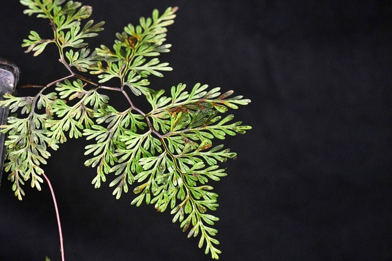 Jamesonia glaberrima