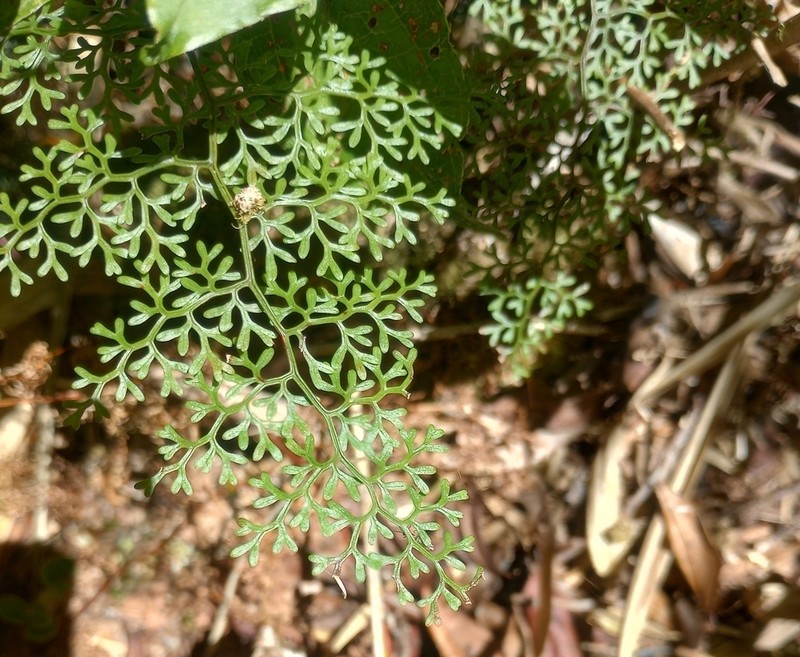 Jamesonia glaberrima photo 2