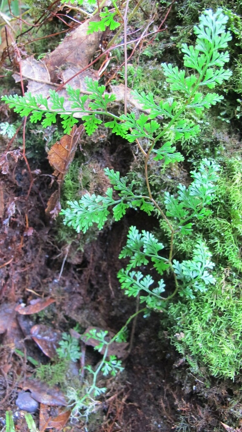 Jamesonia glaberrima photo 3