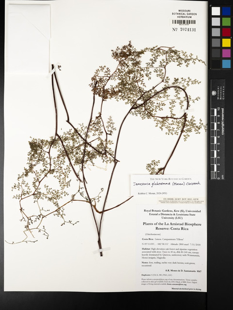 Jamesonia glaberrima photo 5