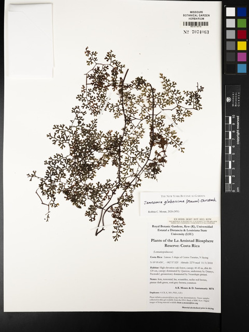 Jamesonia glaberrima photo 6