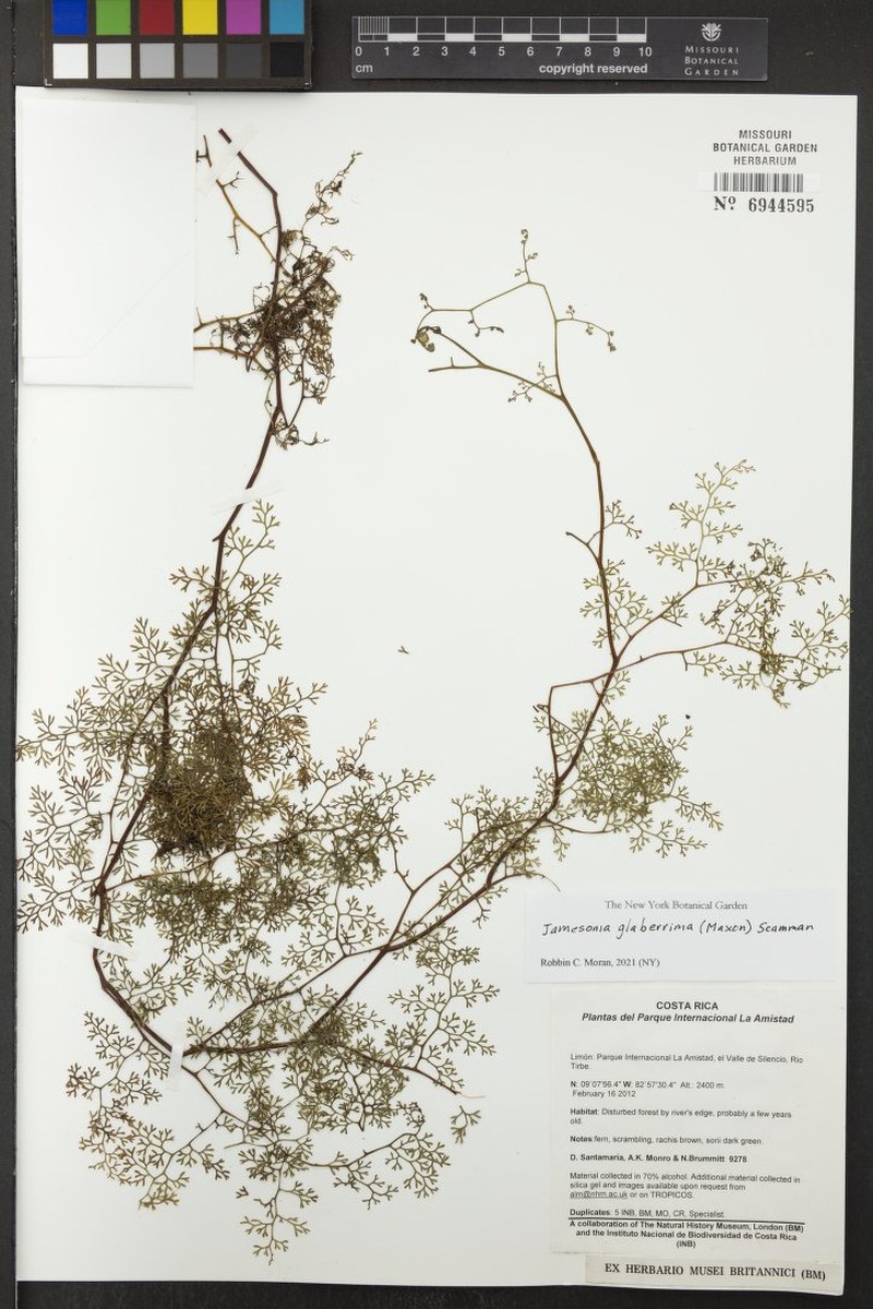 Jamesonia glaberrima photo 7