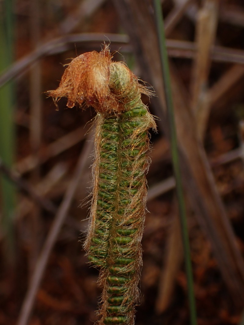 Jamesonia goudotii