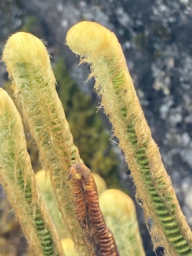 Jamesonia goudotii photo 2