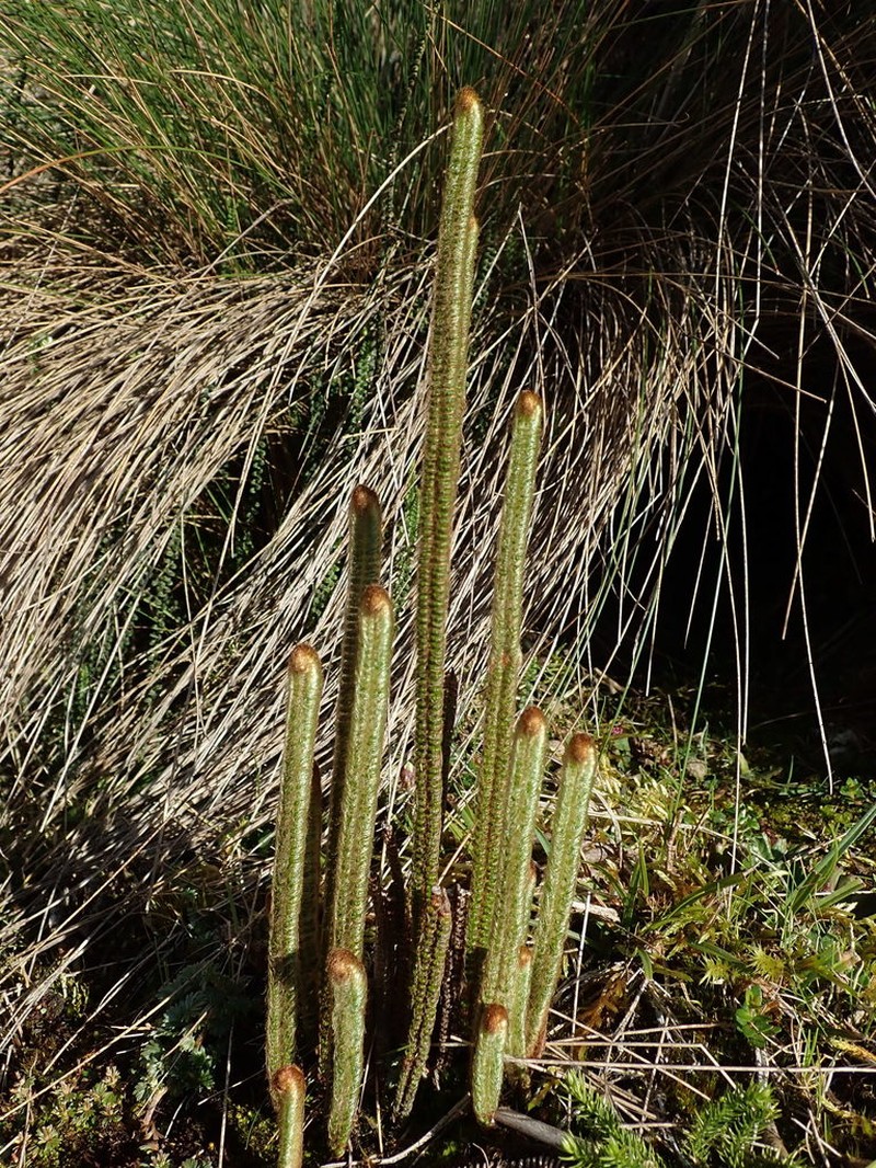 Jamesonia goudotii photo 3
