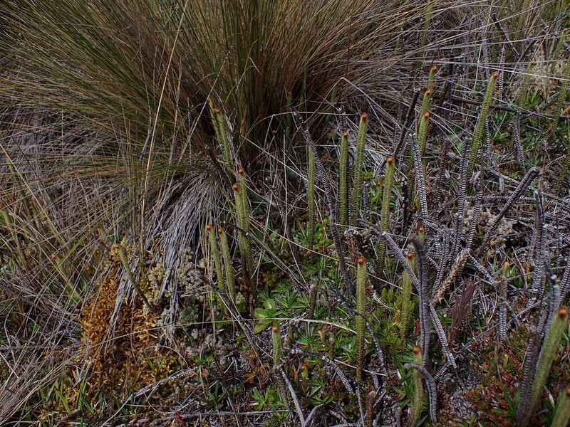 Jamesonia goudotii photo 4