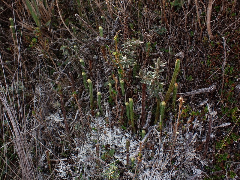 Jamesonia goudotii photo 6