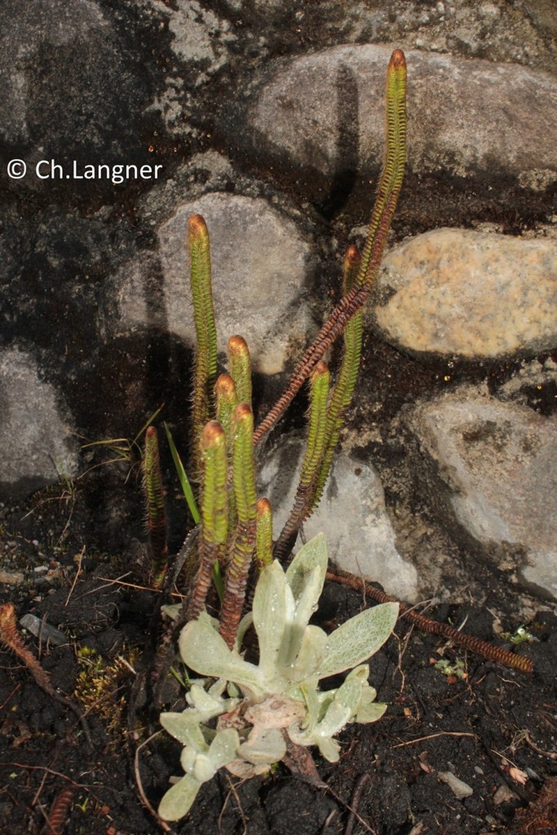 Jamesonia goudotii photo 8