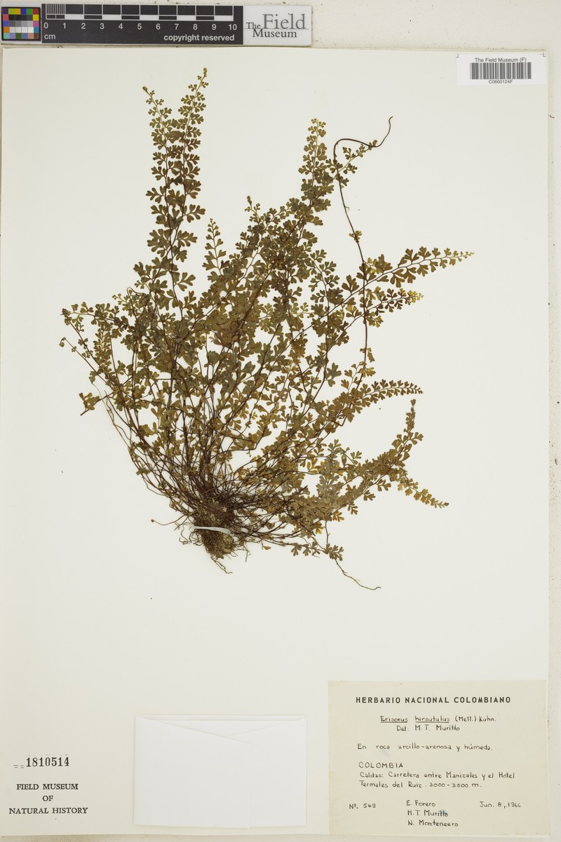 Jamesonia hirsutula