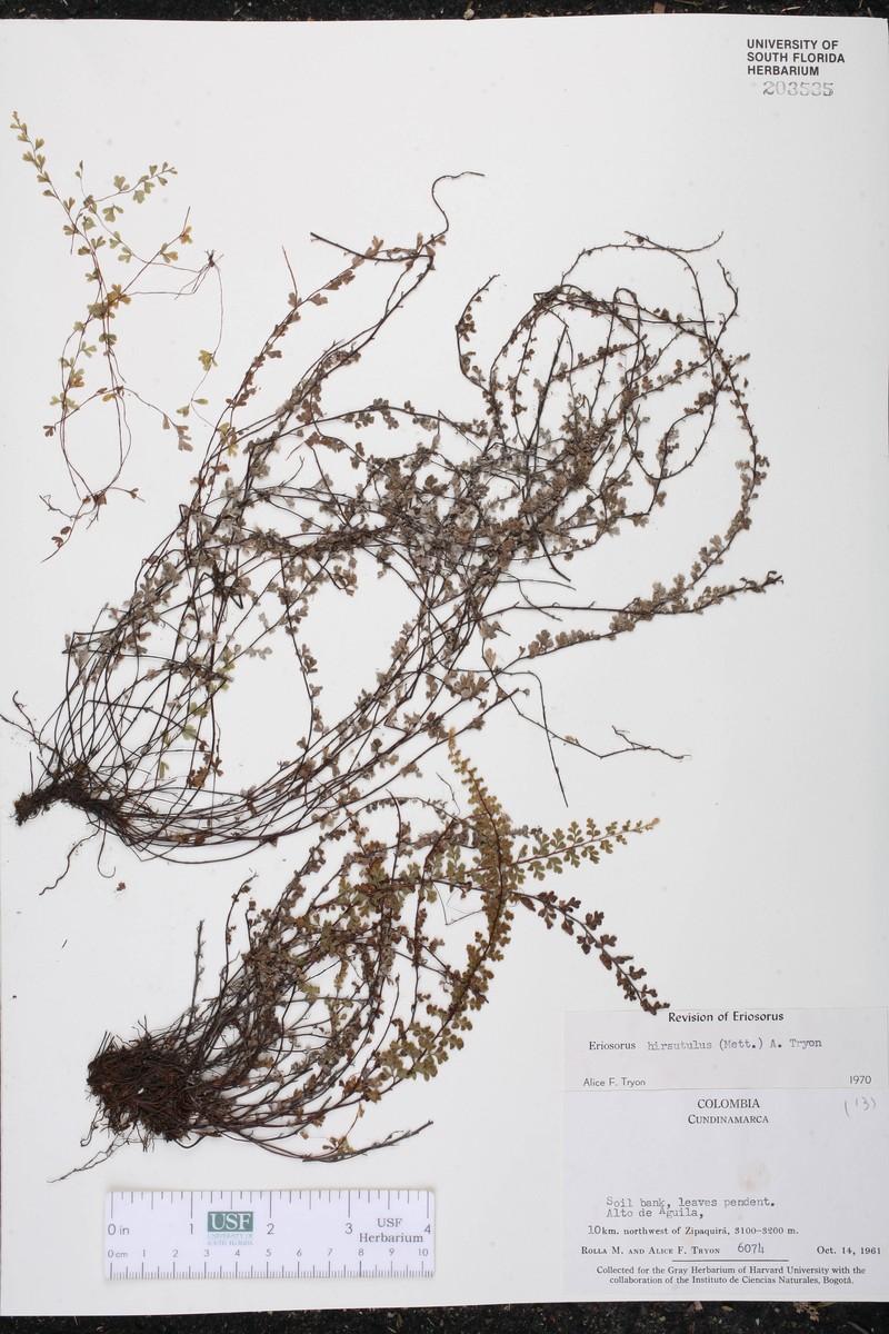 Jamesonia hirsutula photo 2