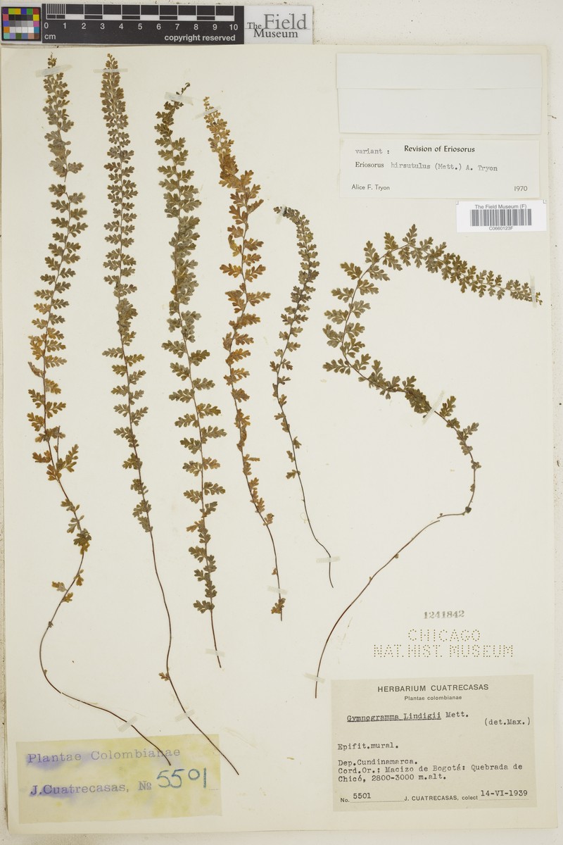 Jamesonia hirsutula photo 3