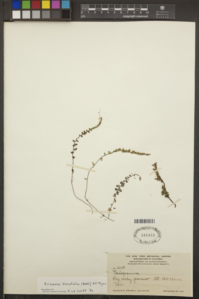 Jamesonia hirsutula photo 4