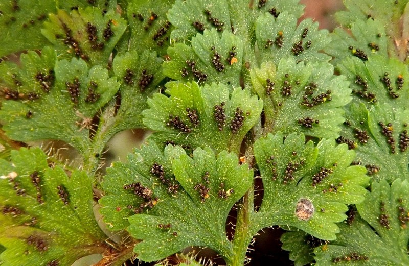 Jamesonia hirta