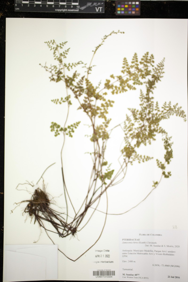 Jamesonia hirta photo 2